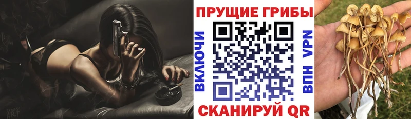Купить где  Буйнакск  Галлюциногенные грибы Magic Shrooms 
